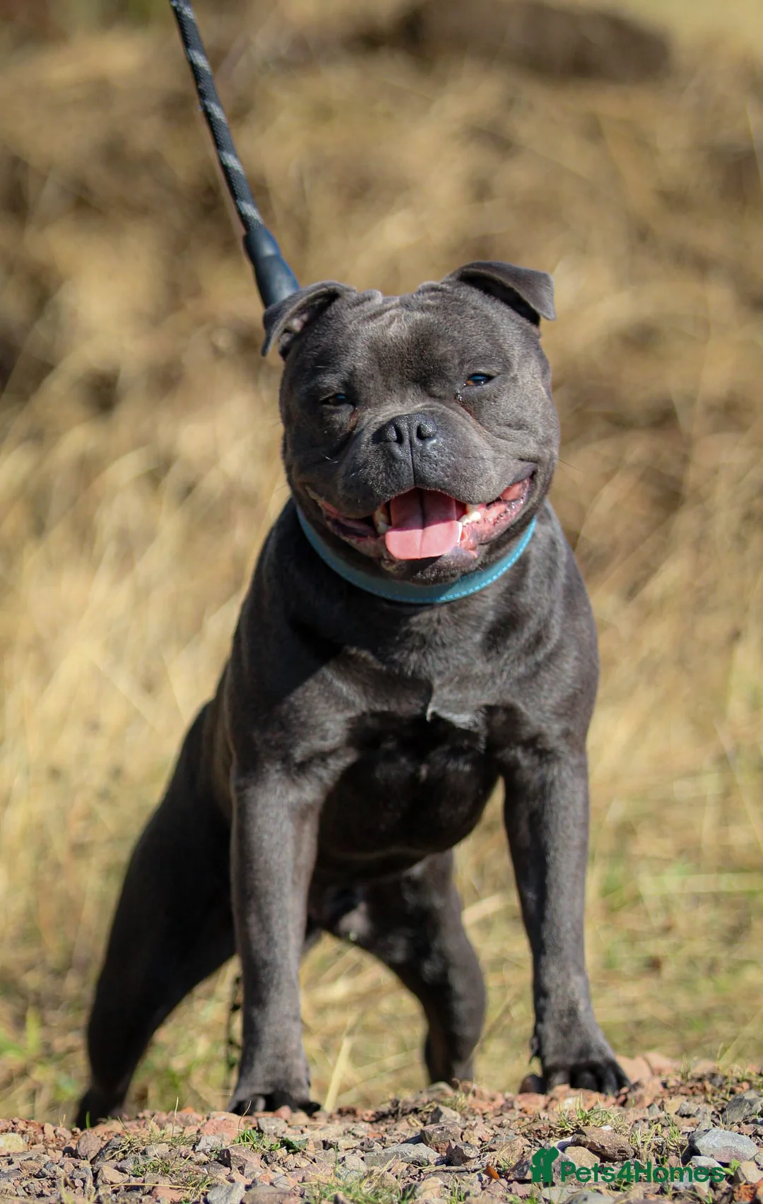 Staffordshire Bull Terrier dogs for sale: Blue 1 year old Male - Advert 2