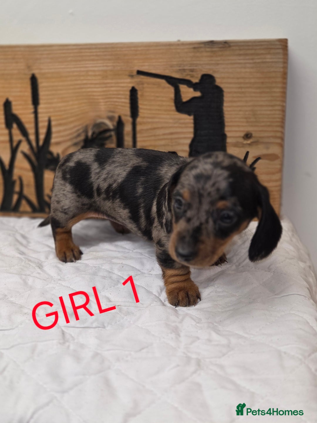 Miniature Dachshund dogs for sale: QUALITY PRA CLEAR MIN DACHSHUNDS  - Advert 14