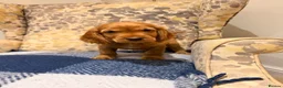 Cocker Spaniel dogs for sale: Fantasticly Bred Health Tested Cockers  - Advert 12