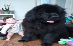 Newfoundland dogs for sale: KC registered Newfoundland Puppies. Health tested - Image 22