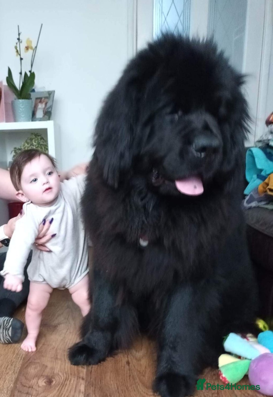 Newfoundland dogs for sale: KC registered Newfoundland Puppies. Health tested - Image 22