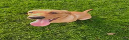 Labrador Retriever dogs for sale: Stunning Fox Red Labrador – 14 Months Old in Leigh - Advert 11