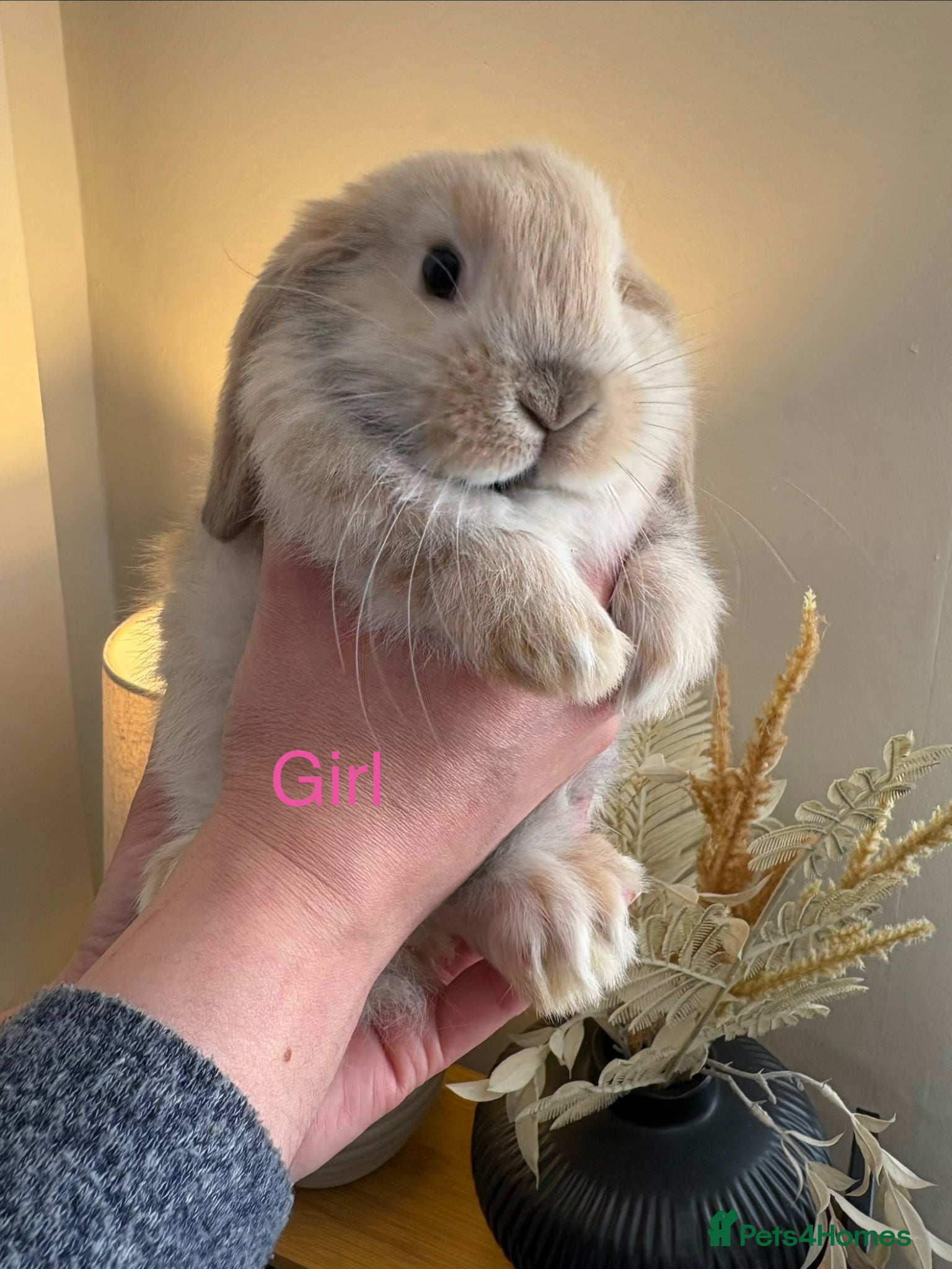 Mini Lop rabbits Beautiful Mini Lop Bunnies - ready 1st April  - Advert 1