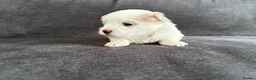 Mixed Breed dogs for sale: Beautiful Maltese Cross Puppies  - Advert 8