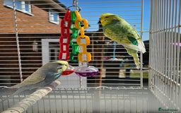 Budgerigars birds for sale: 2 male budgies, cage the lot  - Image 2