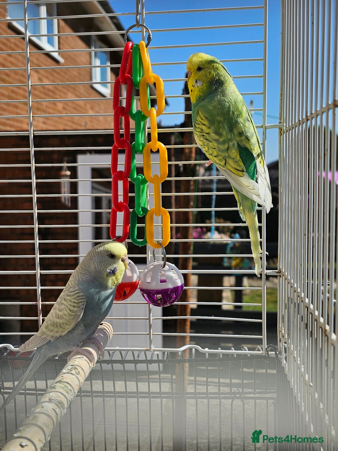 Budgerigars birds for sale: 2 male budgies, cage the lot  - Image 2