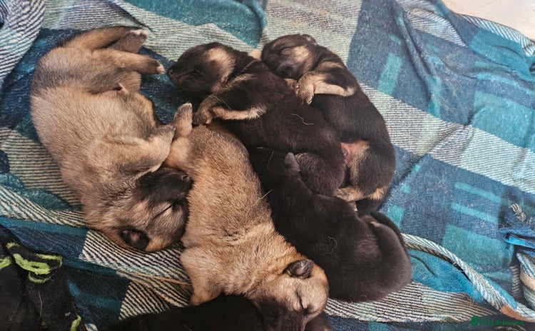 German Shepherd dogs - Advert 2