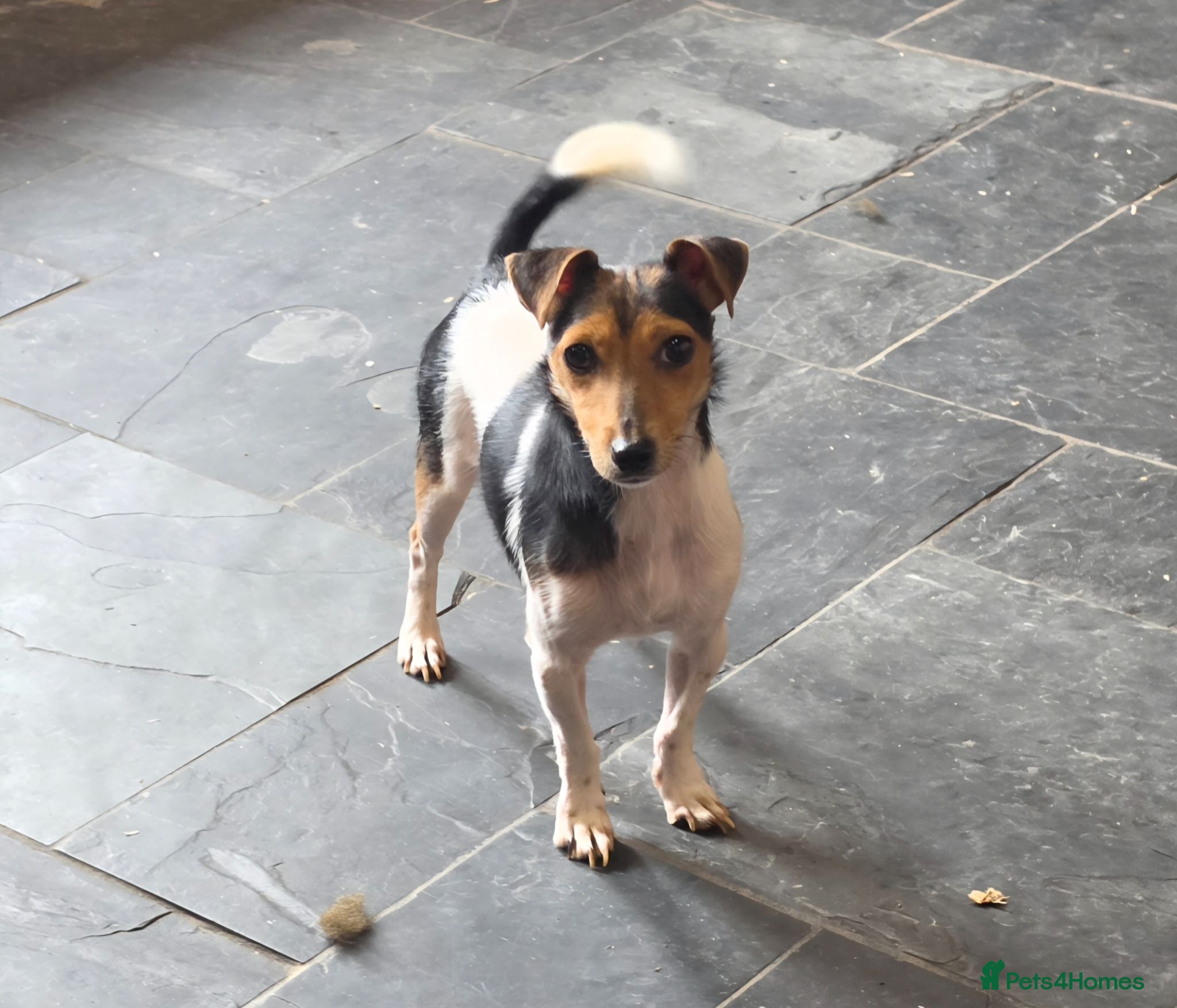 Jack Russell dogs Short Legged Jack Russell bitch - Advert 1