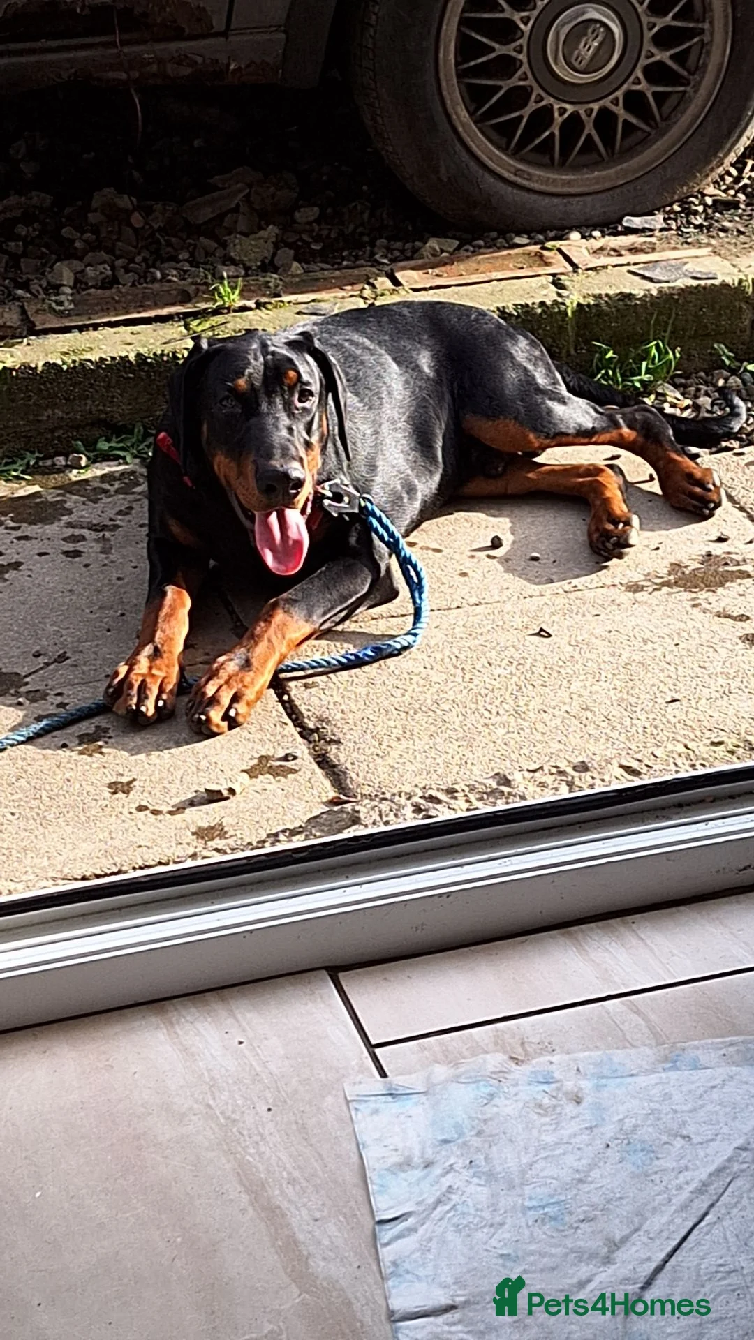Dobermann dogs for sale: Snoop Dogg in Wakefield - Advert 12