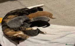 Domestic Shorthair cats for sale: Last Little Lovebug Left! - Image 4