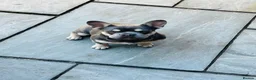 French Bulldog dogs for sale: 6 MONTH OLD ROMI  - Advert 3