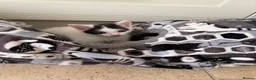 Mixed Breed cats for sale: Gorgeous mixed kittens! - Advert 6
