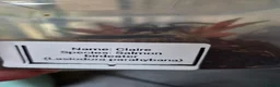 Mixed Breed reptiles for sale: Reptile collection up for sale - Advert 18