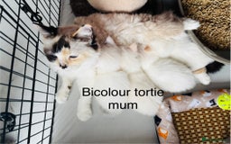 Ragdoll cats for sale: Beautiful ragdoll kittens  - Image 10