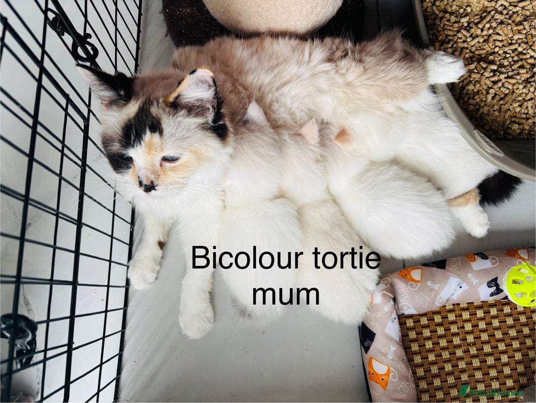 Ragdoll cats for sale: Beautiful ragdoll kittens  - Image 10