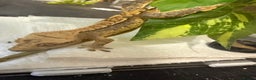 Gecko reptiles for sale: 🔥🔥 CRESTED GECKOS 🔥🔥🔥 - Advert 11