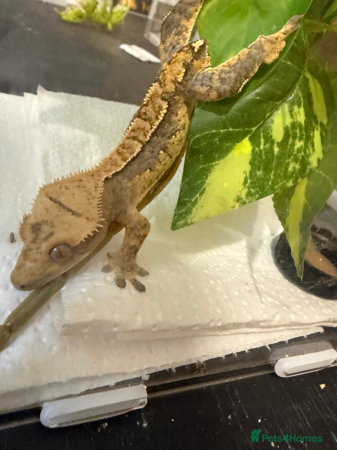 Gecko reptiles for sale: 🔥🔥 CRESTED GECKOS 🔥🔥🔥 - Advert 11