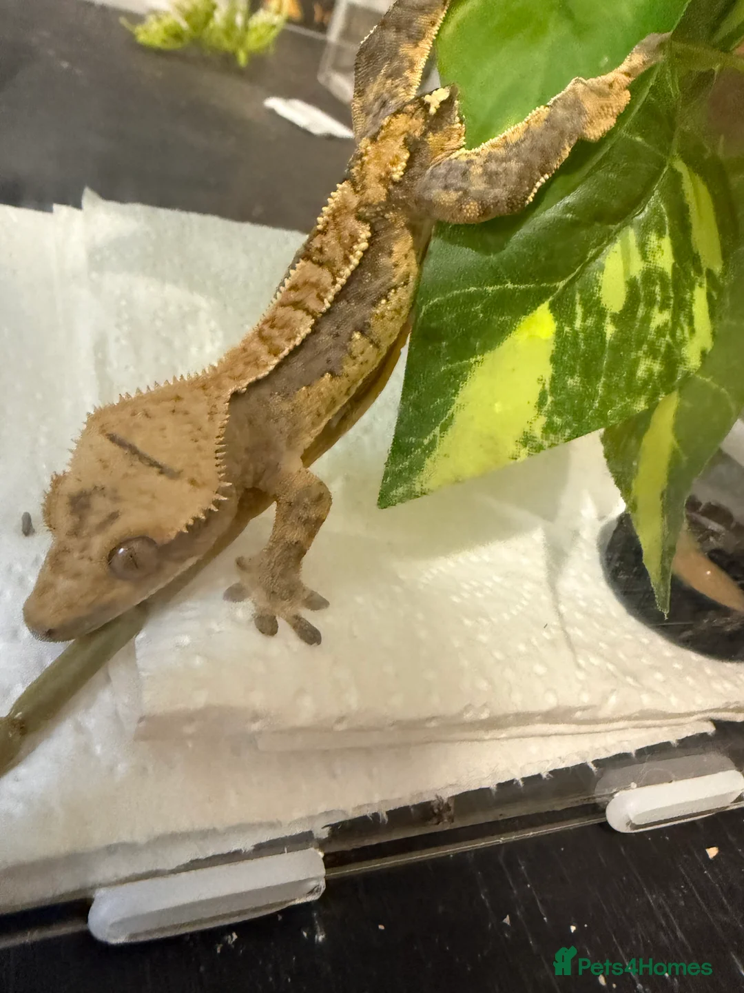 Gecko reptiles for sale: 🔥🔥 CRESTED GECKOS 🔥🔥🔥 - Advert 11