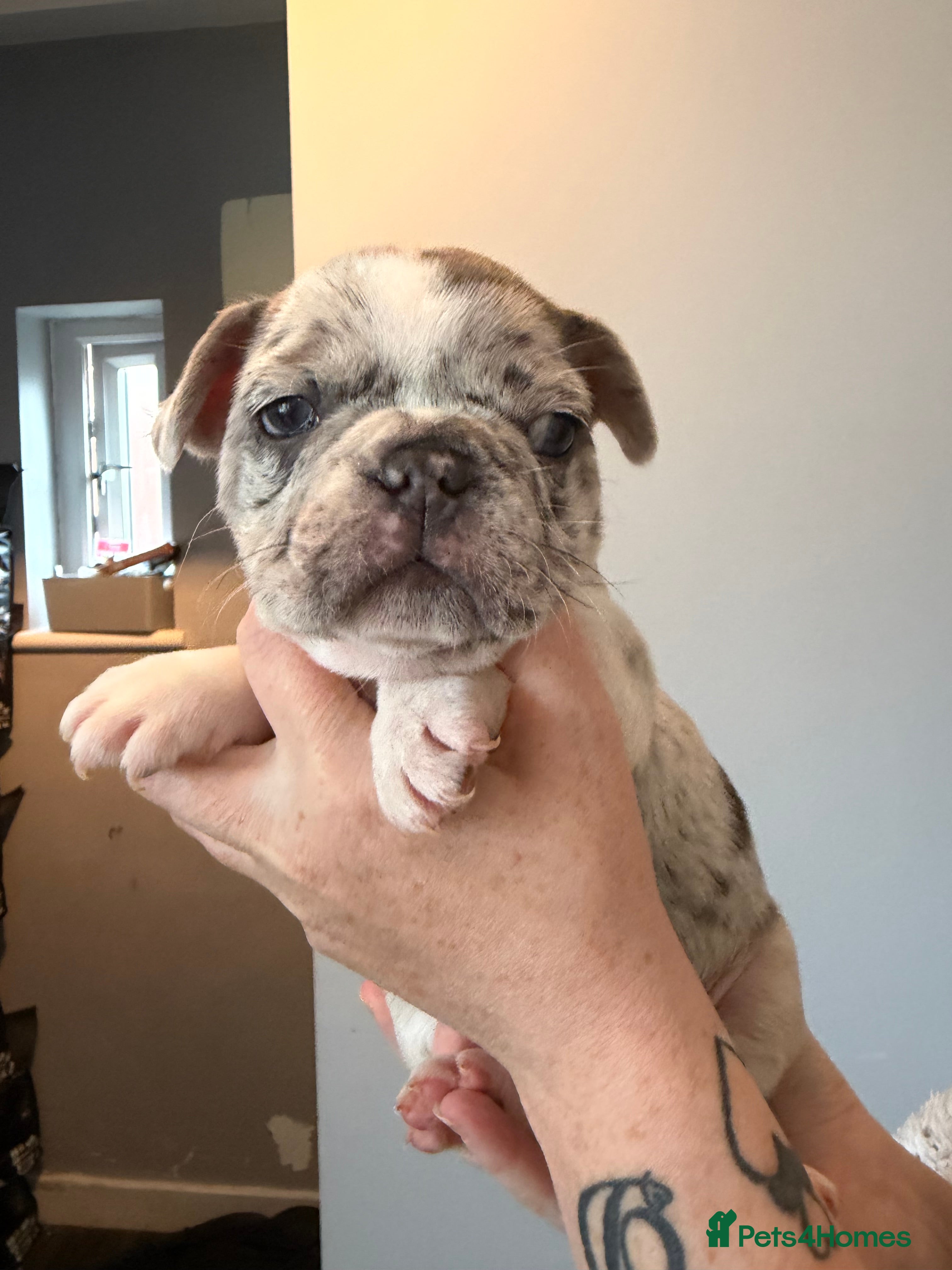 French Bulldog dogs Stunning, colourful litter of 8 French Bulldogs - Advert 23