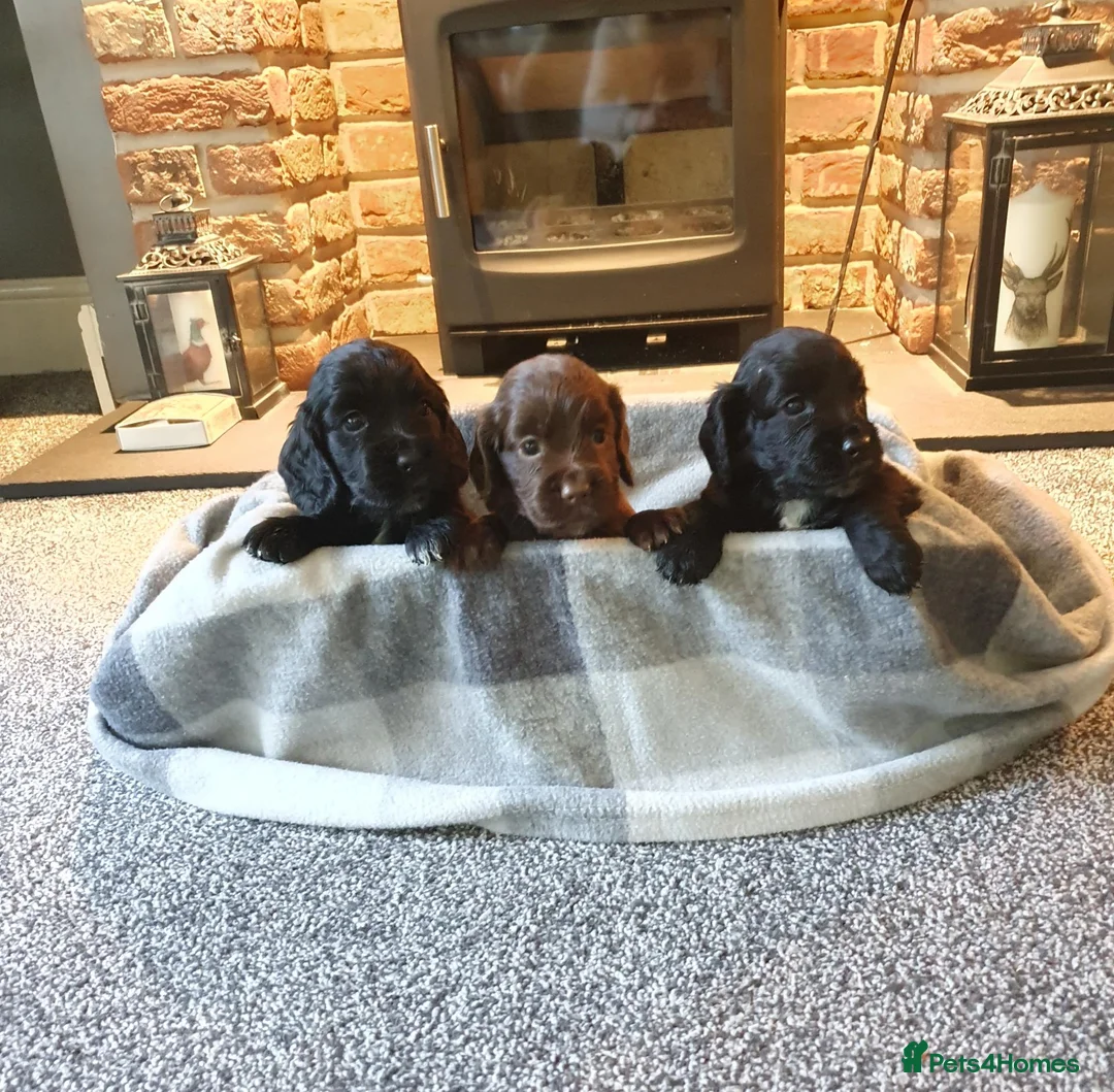 Cocker Spaniel dogs for sale: WORKING COCKER SPANIEL PUPPIES–EXCELLENT PEDIGREE - Advert 1