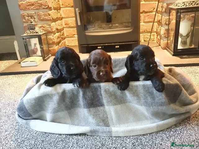 Cocker Spaniel dogs for sale: WORKING COCKER SPANIEL PUPPIES–EXCELLENT PEDIGREE - Advert 2