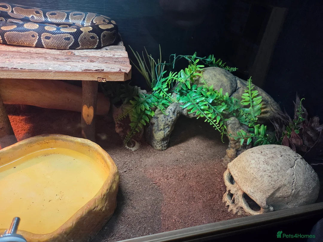 Python Snake reptiles for sale: Ball Python looking for a new home - Advert 5