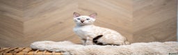 Bengal cats for sale: SNOW LYNX PURE BENGAL BOY-Frankie-Top Personality - Advert 12