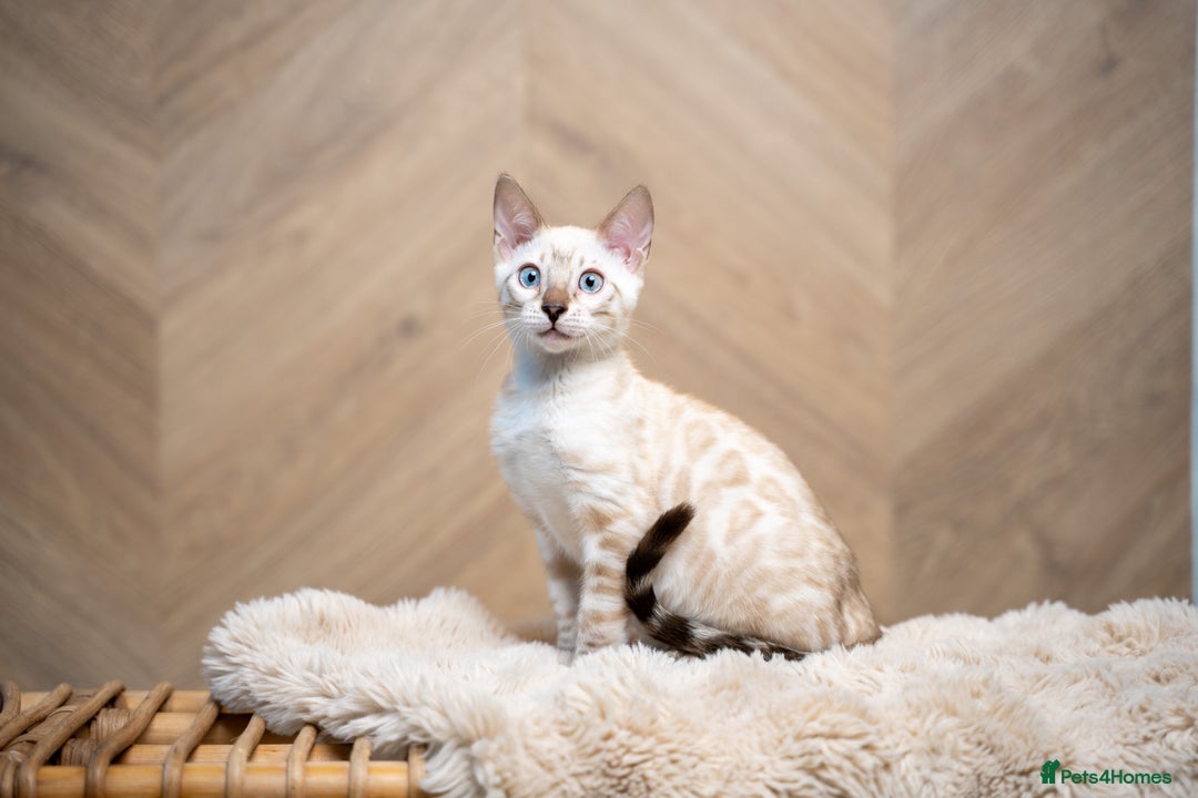 Bengal cats for sale: SNOW LYNX PURE BENGAL BOY-Frankie-Top Personality - Advert 12