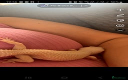Leopard Gecko reptiles for sale: Beautiful Leopard Gecko - Image 5