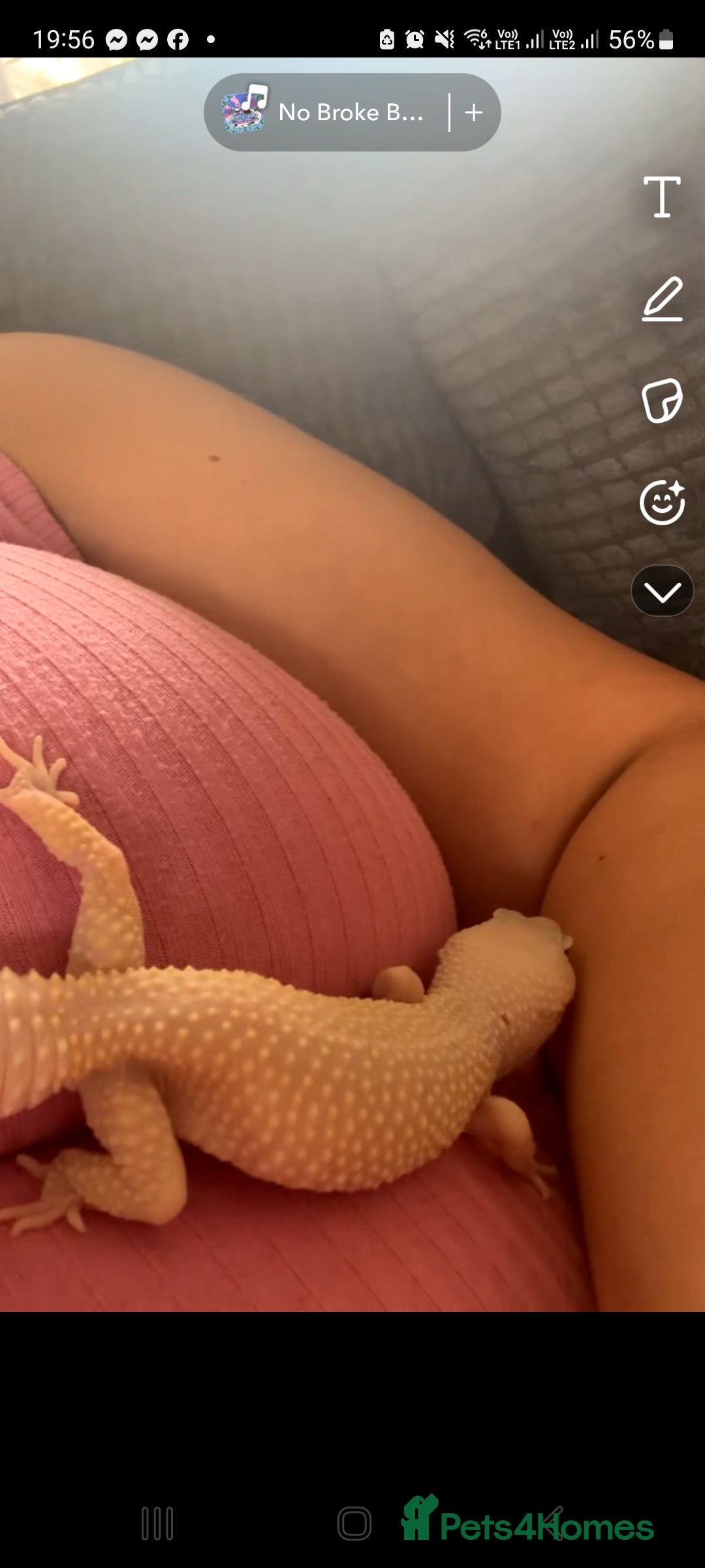 Leopard Gecko reptiles for sale: Beautiful Leopard Gecko - Image 5