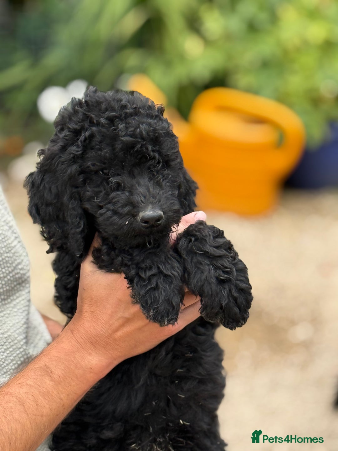 Labradoodle dogs for sale: F2 Labradoodle  - Image 6