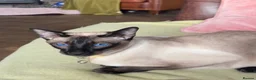 Siamese cats for sale: Pedigree quality kittens  in Longhope - Advert 22