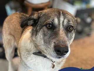 Mixed Breed dogs in Barnsley - Advert 23