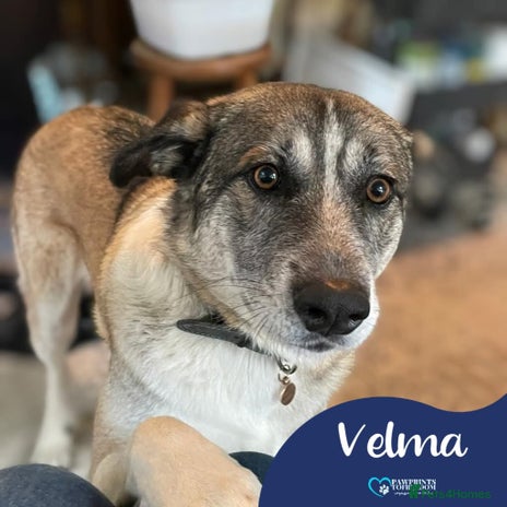 Mixed Breed dogs Meet Velma, currently residing in Barnsley in Barnsley - Advert 15