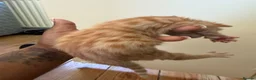 Mixed Breed cats for sale: Beautiful Mixed Kittens  - Advert 8