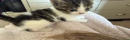 Mixed Breed cats for sale: Kittens for sale  in Southampton - Advert 4