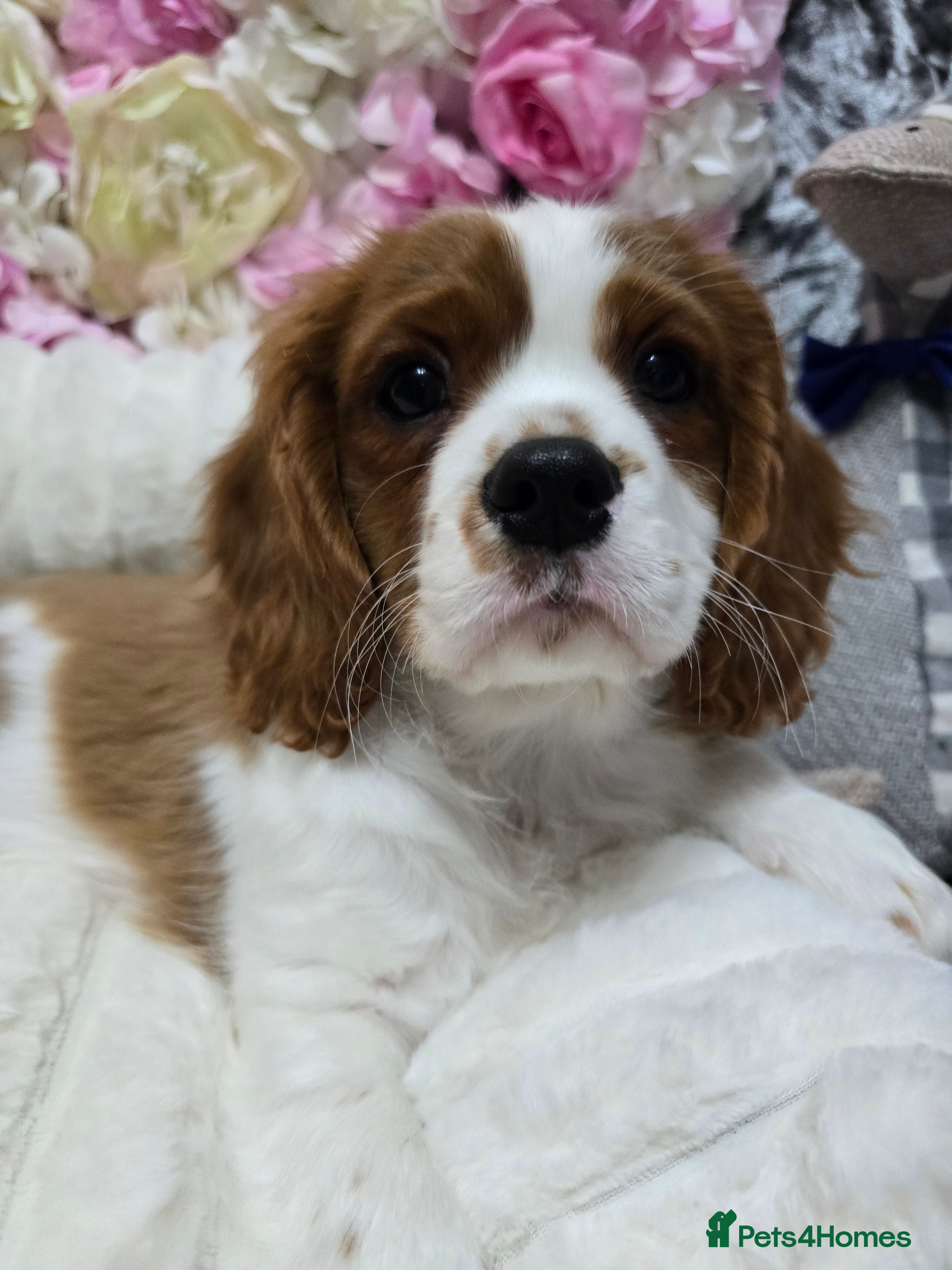 Cavalier King Charles Spaniel dogs KC registered from Health Tested parents  - Advert 4