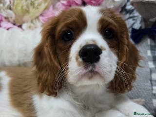 Cavalier King Charles Spaniel dogs KC registered from Health Tested parents - Advert 4