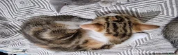 Mixed Breed cats for sale: Beautiful British Shorthair x Bengal Cross Kittens in Farnham - Advert 27