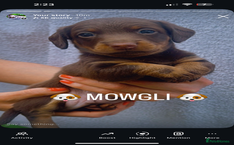 Miniature Dachshund dogs - Advert 3