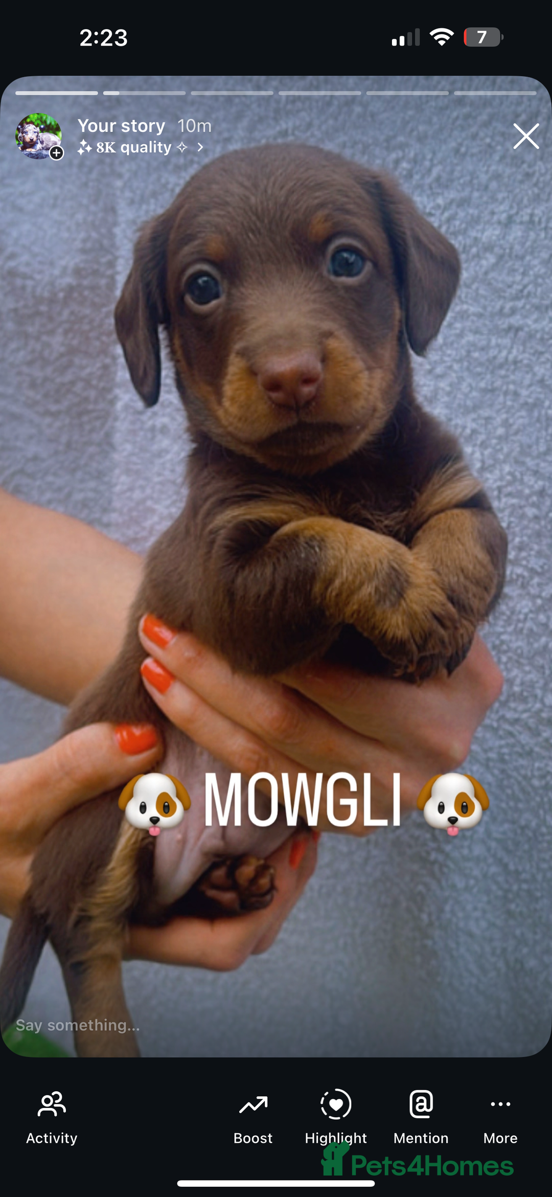 Miniature Dachshund dogs for sale: Stunning miniature Daschund litter kc reg  - Image 1