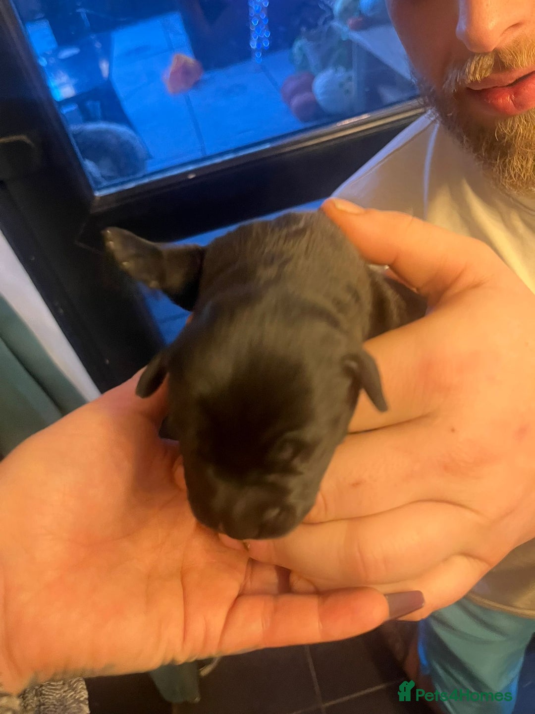 Mixed Breed dogs for sale: Blue staff x Black labrador puppies  - Advert 22