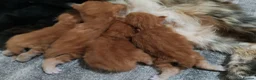Maine Coon cats for sale: Vilma - Advert 10