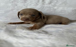 Miniature Dachshund dogs for sale: KC  miniature  dachshunds  - Image 1