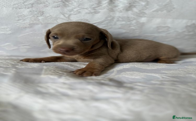 Miniature Dachshund dogs - Advert 11