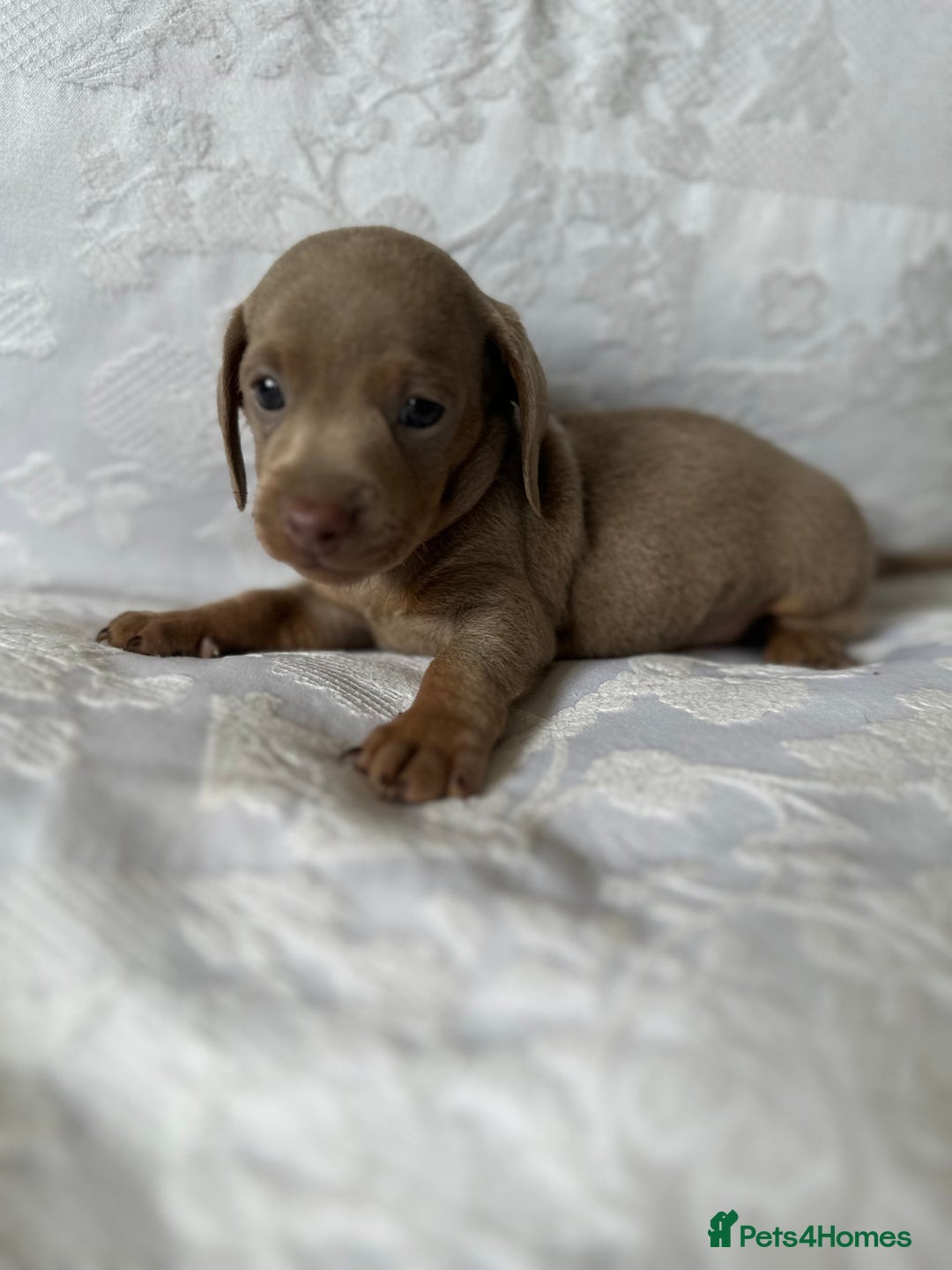 Miniature Dachshund dogs for sale: KC  miniature  dachshunds  - Image 1