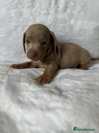Miniature Dachshund dogs - Advert 1
