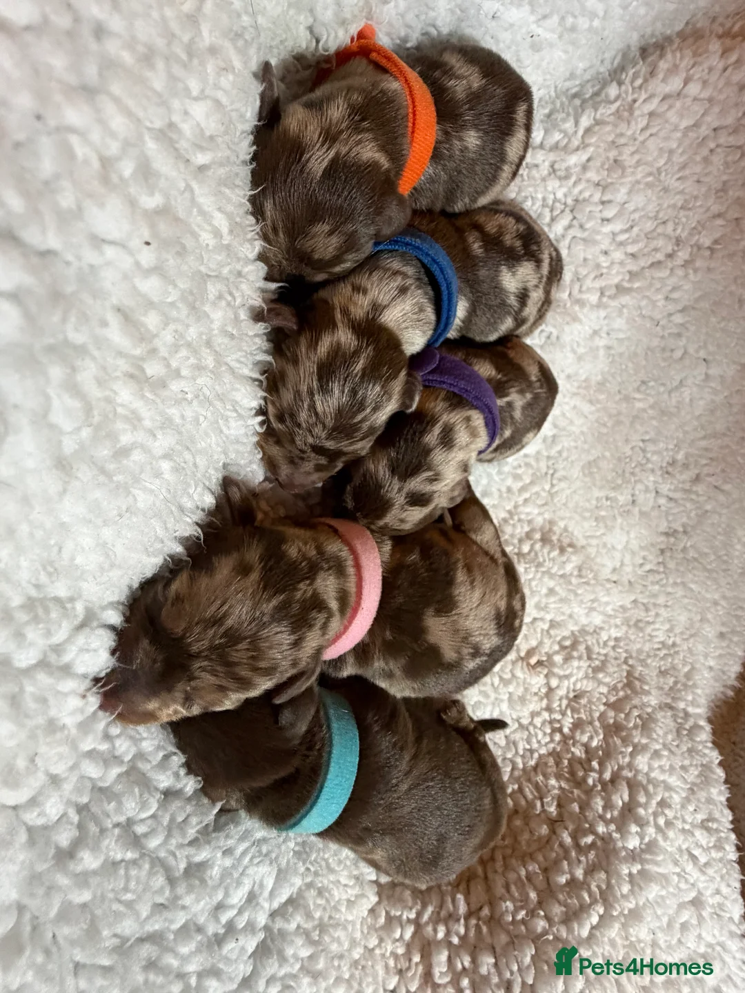Miniature Dachshund dogs for sale: 5 mini dachshunds (2 males, 3 females)  - Advert 2