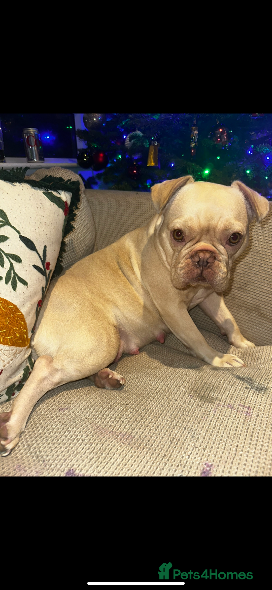 French Bulldog dogs for sale: DWKC French bulldog puppies - Advert 17