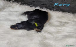 Miniature Dachshund dogs for sale: KC Health tested Licensed breeder 12 years exp - Image 16